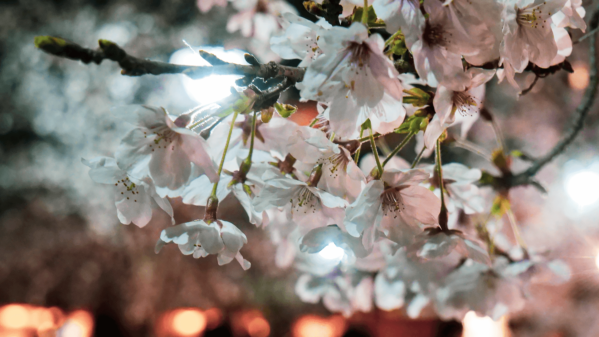京都・円山公園の祇園しだれ桜を見に行ってきました