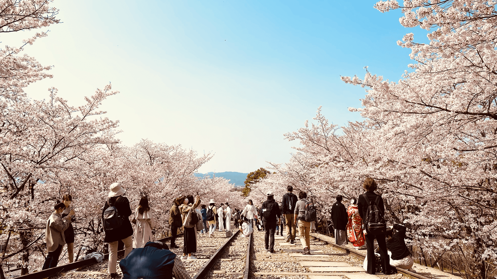 京都にある桜の名所「蹴上インクライン」に桜を見に行ってきました
